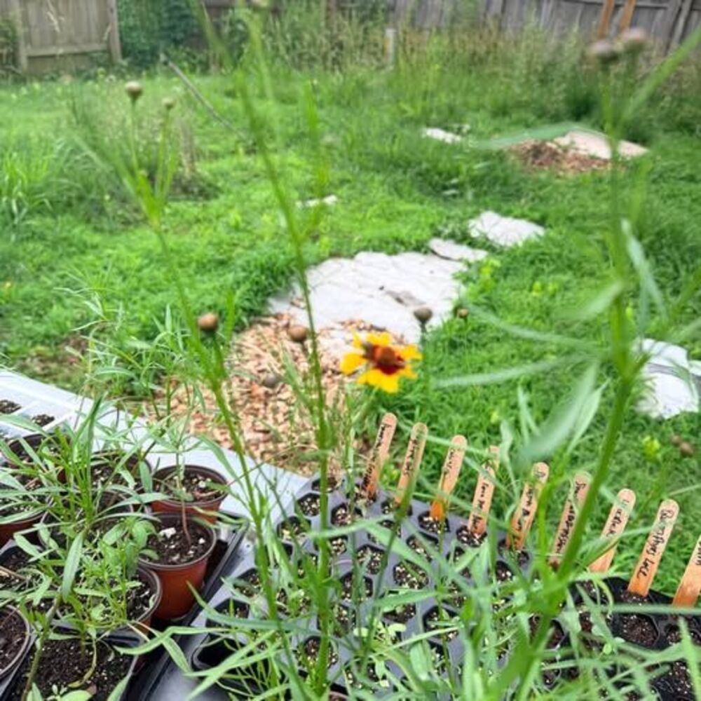 Coreopsis - Picture 2 of 6